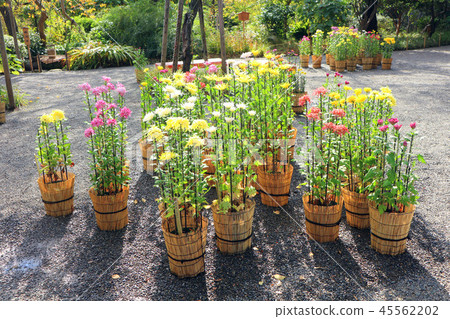 Mukaijima Hyakunenen，Edo Hanayashiki與菊花和古典菊花（11月）墨田區東京都 45562202