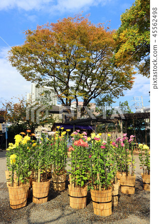 Mukaijima Hyakunenen，Edo Hanayashiki與菊花和古典菊花（11月）墨田區東京都 45562498