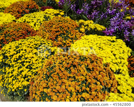 Colorful of chrysanthemum flowers Colorful of chrysanthemum flowers 45562800