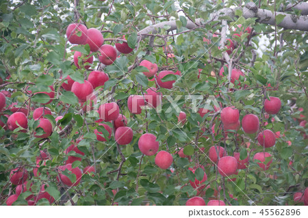 Apple Apple 45562896
