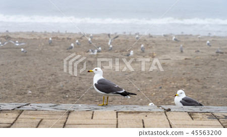 Kabushima上的鴿子牛 Kabushima上的鴿子牛 45563200