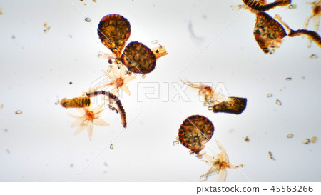 Photomicrograph of fern spore 45563266