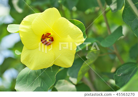 黃色Hamabou花 45563270