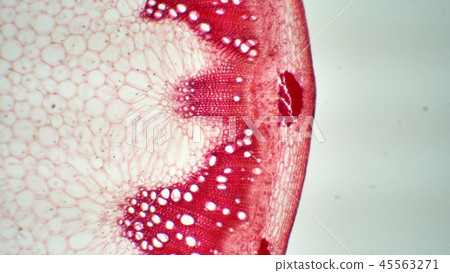Photomicrograph of cross section of ragweed stem 45563271