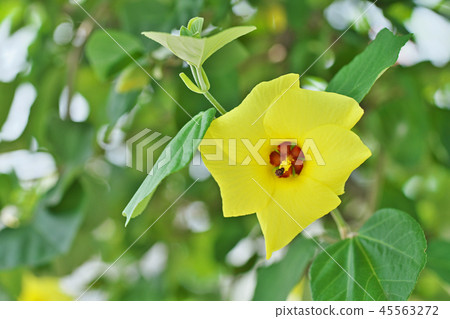 黃色Hamabou花 45563272