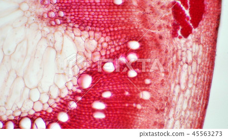 Photomicrograph of cross section of ragweed stem 45563273