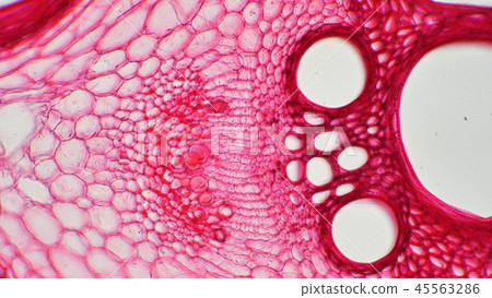 Photomicrograph of a cross-section of the stem of lima 45563286