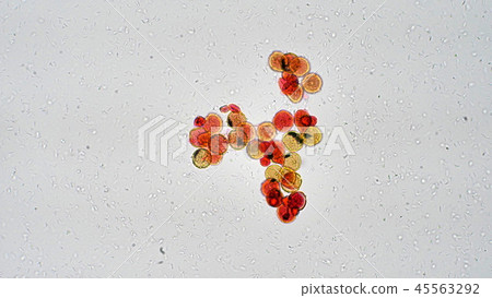 南瓜花粉的顯微照片 45563292