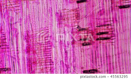 Timber cell 45563295