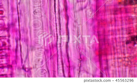 Timber cell 45563296