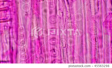 Timber cell 45563298