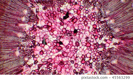 Photomicrograph of a cross section of a pine tree Photomicrograph of a cross section of a pine tree 45563299