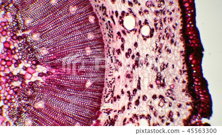 Photomicrograph of a cross section of a pine tree Photomicrograph of a cross section of a pine tree 45563300