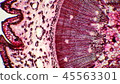 Photomicrograph of a cross section of a pine tree 45563301