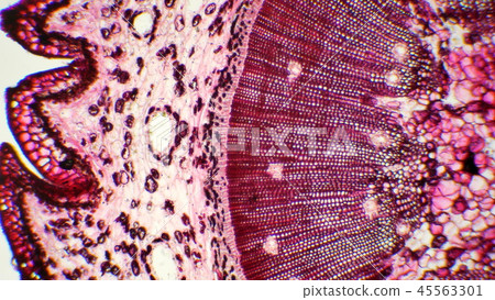 Photomicrograph of a cross section of a pine tree Photomicrograph of a cross section of a pine tree 45563301