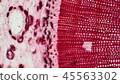 Photomicrograph of a cross section of a pine tree 45563302