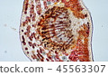 Photomicrograph of cross section of camellia leaf 45563307