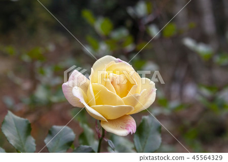 香草onica花 45564329