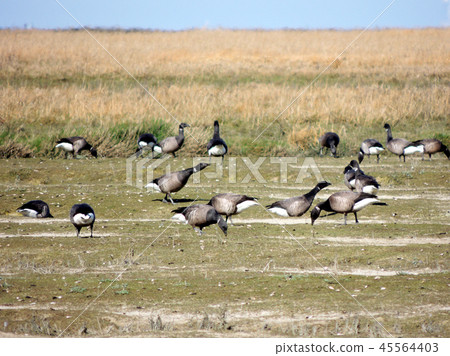 Black geese colony, Branta bernicla, on North Sea  45564403