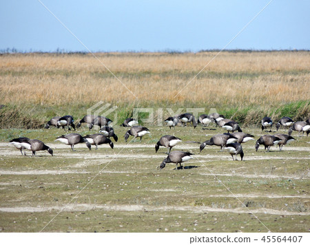 Black geese colony, Branta bernicla, on North Sea  45564407