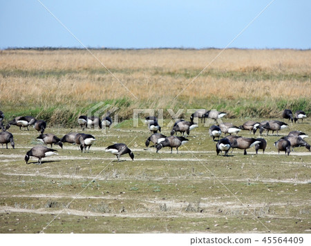 Black geese colony, Branta bernicla, on North Sea  45564409