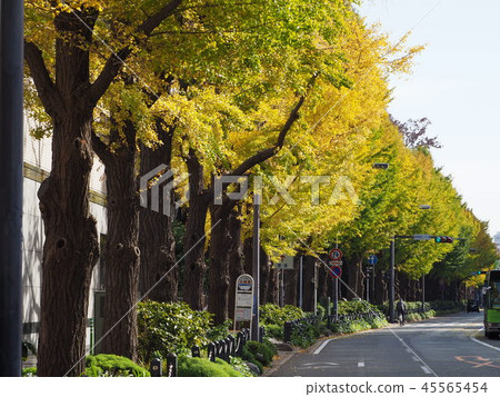Tree trees Tree trees 45565454