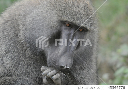Lake Nakuru National Park Baboon 45566776