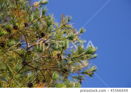 Matsubacco and pine 45566849