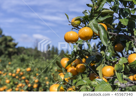 Jeju Island 45567340