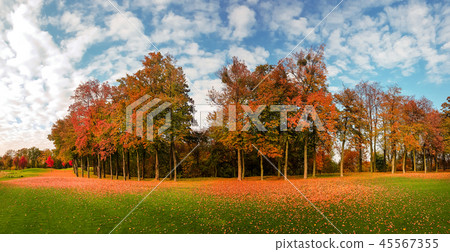 Leaf fall on green grass in autumn park, panorama Leaf fall on green grass in autumn park, panorama 45567355