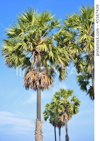 sugar palm sugar palm 45567439