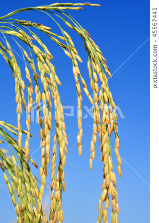 paddy rice paddy rice 45567441