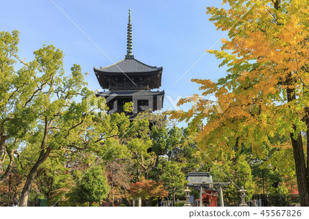 東寺寺秋葉 45567826