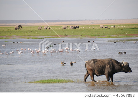 Amboseli National Park Buffalo Flamingo 45567898