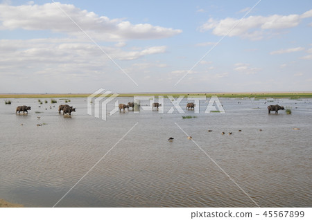 Amboseli National Park Buffalo Amboseli National Park Buffalo 45567899