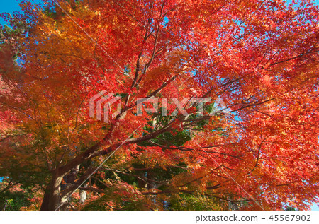 Bright autumn leaves 45567902