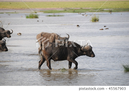 Amboseli National Park Buffalo Amboseli National Park Buffalo 45567903