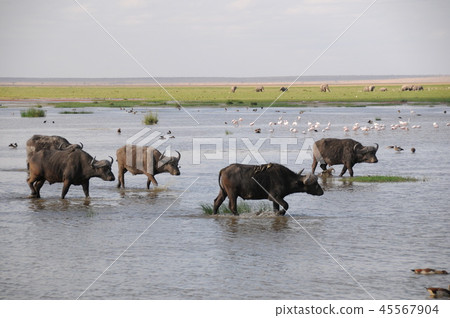Amboseli National Park Buffalo Amboseli National Park Buffalo 45567904