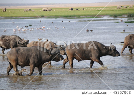 Amboseli National Park Buffalo 45567908