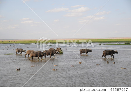 Amboseli National Park Buffalo 45567937