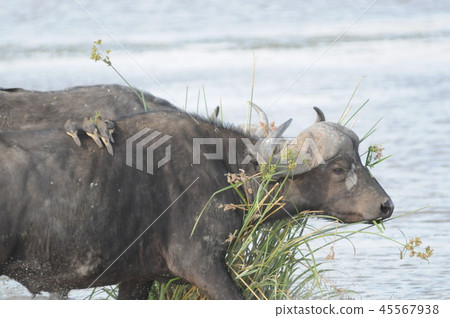 Amboseli National Park Buffalo Amboseli National Park Buffalo 45567938