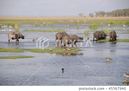 Amboseli National Park Buffalo Amboseli National Park Buffalo 45567940