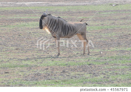 安博塞利國家公園 安博塞利國家公園 45567971