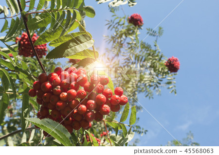 Ripe red mountain ash.. Ripe red mountain ash.. 45568063