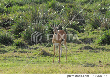 Amboseli National Park Thomson Gazelle Amboseli National Park Thomson Gazelle 45568153
