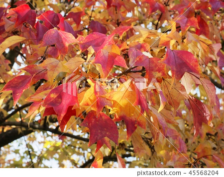 槭樹秋葉留下秋葉黃色留下槭樹 45568204