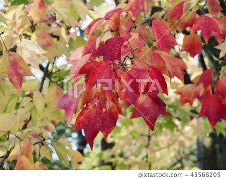 槭樹秋葉留下秋葉黃色留下槭樹 45568205
