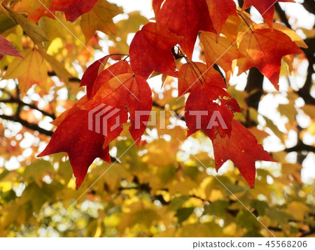 槭樹秋葉留下秋葉黃色留下槭樹 45568206