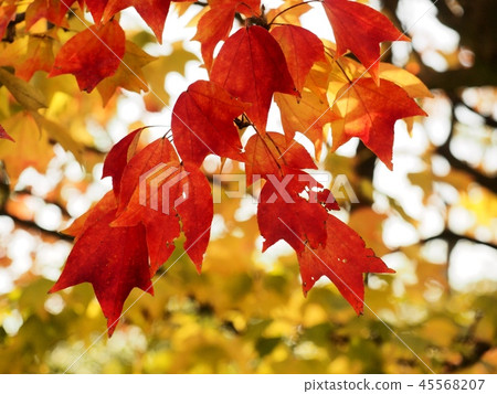 槭樹秋葉留下秋葉黃色留下槭樹 45568207
