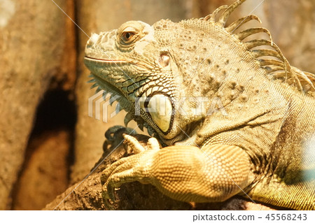 Brave brave hero Iguana before the adventure to look into the distance! A sad expression / an expression of hope 45568243